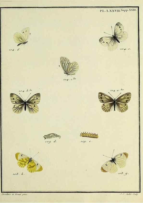 Reproducción/Reproduction 35475744010: Papillons d'Europe, peints d'après nature /. A Paris :Chez P.M. Delaguette, imprimeur-libraire ... ;1779-1792 [i.e. 1793]