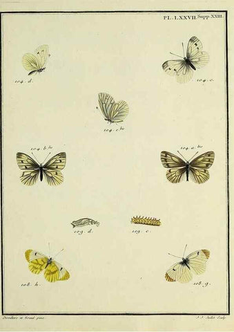 Reproducción/Reproduction 35475744010: Papillons d'Europe, peints d'après nature /. A Paris :Chez P.M. Delaguette, imprimeur-libraire ... ;1779-1792 [i.e. 1793]