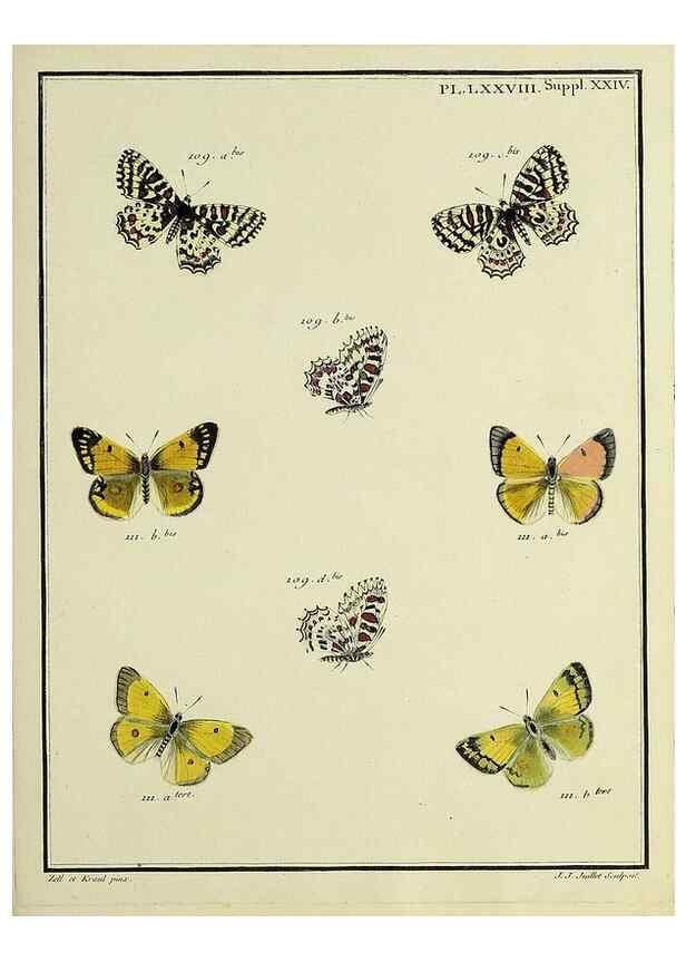 Reproducción/Reproduction 35694351052: Papillons d'Europe, peints d'après nature /. A Paris :Chez P.M. Delaguette, imprimeur-libraire ... ;1779-1792 [i.e. 1793]