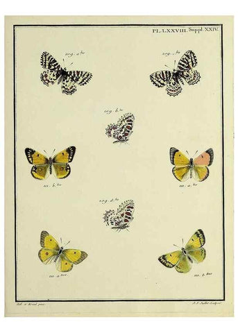 Reproducción/Reproduction 35694351052: Papillons d'Europe, peints d'après nature /. A Paris :Chez P.M. Delaguette, imprimeur-libraire ... ;1779-1792 [i.e. 1793]