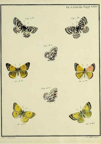 Reproducción/Reproduction 35694351052: Papillons d'Europe, peints d'après nature /. A Paris :Chez P.M. Delaguette, imprimeur-libraire ... ;1779-1792 [i.e. 1793]