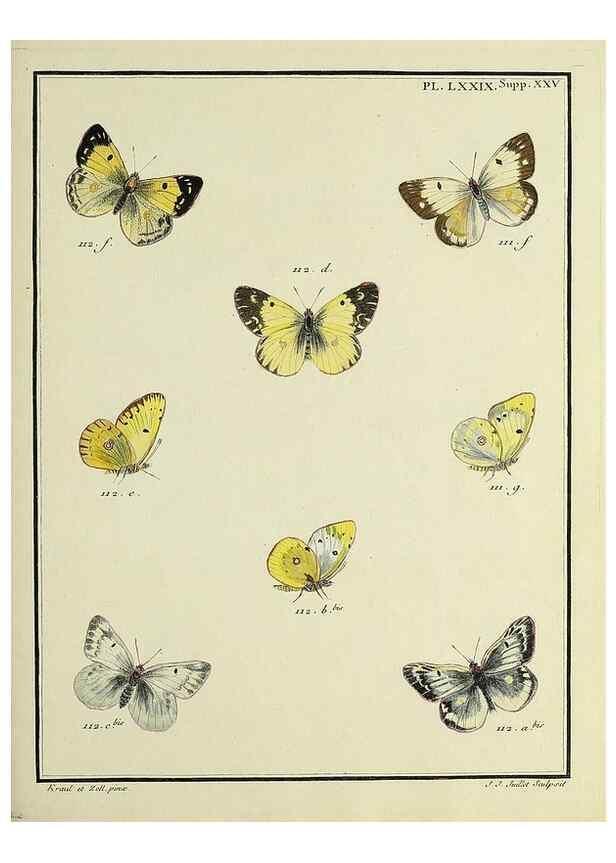 Reproducción/Reproduction 35694353882: Papillons d'Europe, peints d'après nature /. A Paris :Chez P.M. Delaguette, imprimeur-libraire ... ;1779-1792 [i.e. 1793]