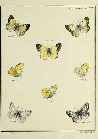 Reproducción/Reproduction 35694353882: Papillons d'Europe, peints d'après nature /. A Paris :Chez P.M. Delaguette, imprimeur-libraire ... ;1779-1792 [i.e. 1793]
