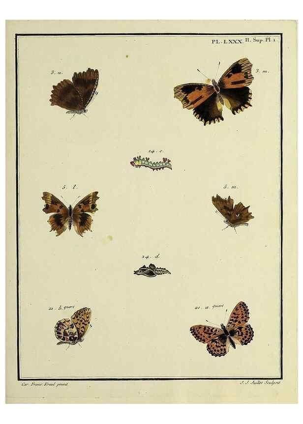 Reproducción/Reproduction 35694356162: Papillons d'Europe, peints d'après nature /. A Paris :Chez P.M. Delaguette, imprimeur-libraire ... ;1779-1792 [i.e. 1793]