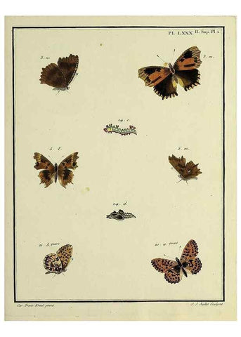 Reproducción/Reproduction 35694356162: Papillons d'Europe, peints d'après nature /. A Paris :Chez P.M. Delaguette, imprimeur-libraire ... ;1779-1792 [i.e. 1793]