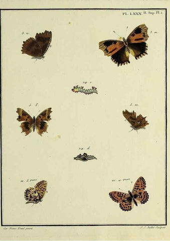 Reproducción/Reproduction 35694356162: Papillons d'Europe, peints d'après nature /. A Paris :Chez P.M. Delaguette, imprimeur-libraire ... ;1779-1792 [i.e. 1793]