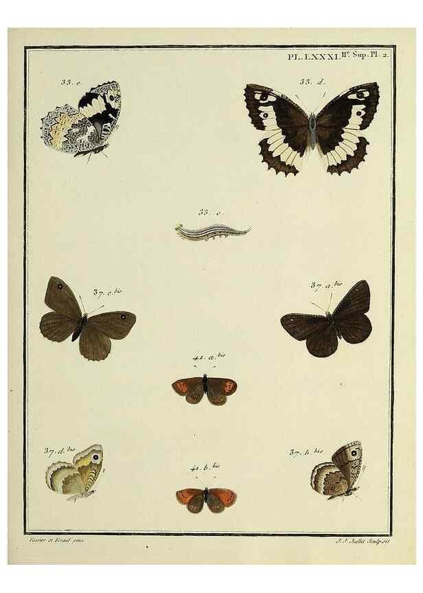 Reproducción/Reproduction 35475751550: Papillons d'Europe, peints d'après nature /. A Paris :Chez P.M. Delaguette, imprimeur-libraire ... ;1779-1792 [i.e. 1793]
