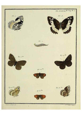 Reproducción/Reproduction 35475751550: Papillons d'Europe, peints d'après nature /. A Paris :Chez P.M. Delaguette, imprimeur-libraire ... ;1779-1792 [i.e. 1793]