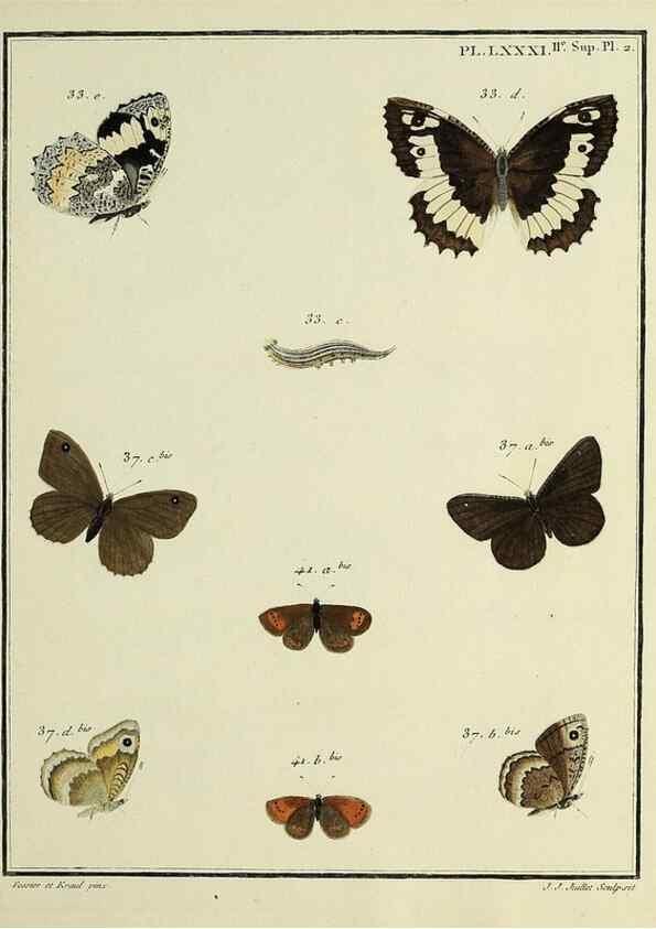 Reproducción/Reproduction 35475751550: Papillons d'Europe, peints d'après nature /. A Paris :Chez P.M. Delaguette, imprimeur-libraire ... ;1779-1792 [i.e. 1793]
