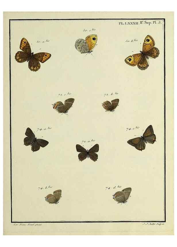 Reproducción/Reproduction 35475752880: Papillons d'Europe, peints d'après nature /. A Paris :Chez P.M. Delaguette, imprimeur-libraire ... ;1779-1792 [i.e. 1793]