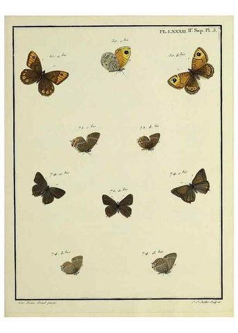 Reproducción/Reproduction 35475752880: Papillons d'Europe, peints d'après nature /. A Paris :Chez P.M. Delaguette, imprimeur-libraire ... ;1779-1792 [i.e. 1793]