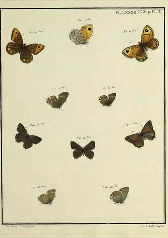 Reproducción/Reproduction 35475752880: Papillons d'Europe, peints d'après nature /. A Paris :Chez P.M. Delaguette, imprimeur-libraire ... ;1779-1792 [i.e. 1793]