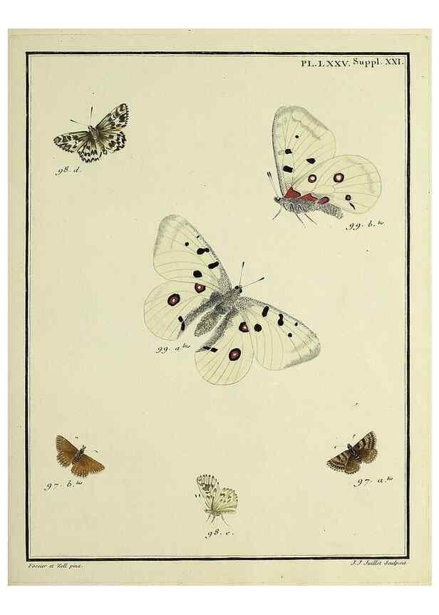 Reproducción/Reproduction 35694342242: Papillons d'Europe, peints d'après nature /. A Paris :Chez P.M. Delaguette, imprimeur-libraire ... ;1779-1792 [i.e. 1793]