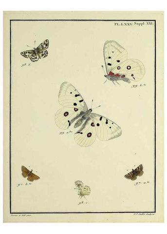 Reproducción/Reproduction 35694342242: Papillons d'Europe, peints d'après nature /. A Paris :Chez P.M. Delaguette, imprimeur-libraire ... ;1779-1792 [i.e. 1793]