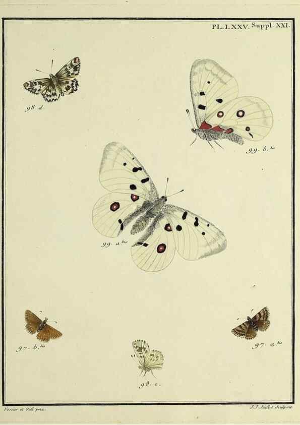 Reproducción/Reproduction 35694342242: Papillons d'Europe, peints d'après nature /. A Paris :Chez P.M. Delaguette, imprimeur-libraire ... ;1779-1792 [i.e. 1793]