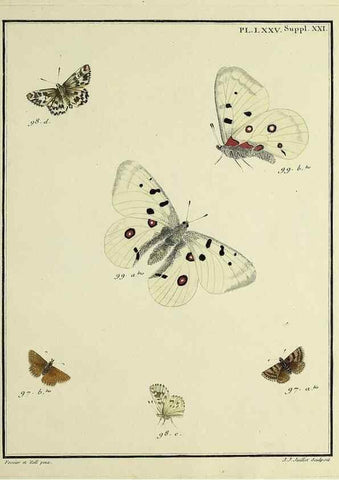 Reproducción/Reproduction 35694342242: Papillons d'Europe, peints d'après nature /. A Paris :Chez P.M. Delaguette, imprimeur-libraire ... ;1779-1792 [i.e. 1793]
