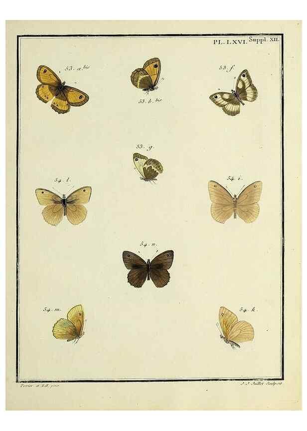 Reproducción/Reproduction 35694321562: Papillons d'Europe, peints d'après nature /. A Paris :Chez P.M. Delaguette, imprimeur-libraire ... ;1779-1792 [i.e. 1793]