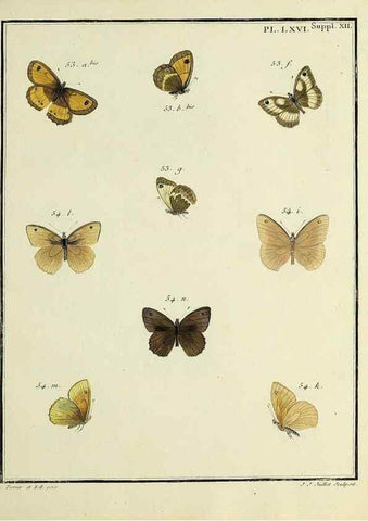 Reproducción/Reproduction 35694321562: Papillons d'Europe, peints d'après nature /. A Paris :Chez P.M. Delaguette, imprimeur-libraire ... ;1779-1792 [i.e. 1793]