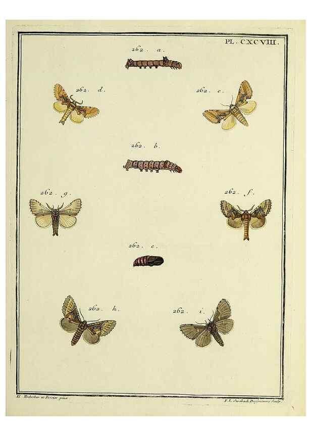 Reproducción/Reproduction 35731109991: Papillons d'Europe, peints d'après nature /. A Paris :Chez P.M. Delaguette, imprimeur-libraire ... ;1779-1792 [i.e. 1793]