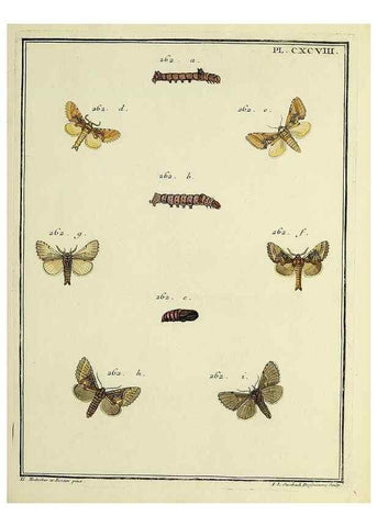 Reproducción/Reproduction 35731109991: Papillons d'Europe, peints d'après nature /. A Paris :Chez P.M. Delaguette, imprimeur-libraire ... ;1779-1792 [i.e. 1793]