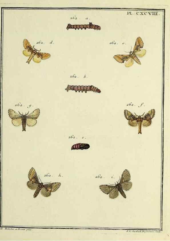 Reproducción/Reproduction 35731109991: Papillons d'Europe, peints d'après nature /. A Paris :Chez P.M. Delaguette, imprimeur-libraire ... ;1779-1792 [i.e. 1793]