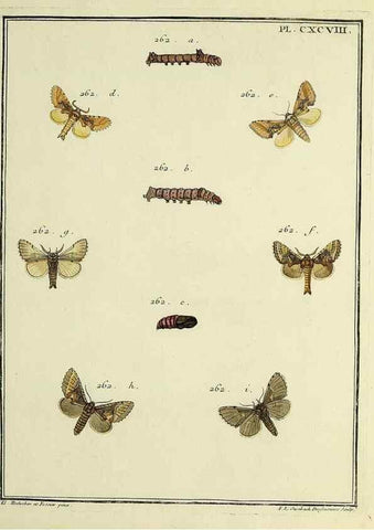 Reproducción/Reproduction 35731109991: Papillons d'Europe, peints d'après nature /. A Paris :Chez P.M. Delaguette, imprimeur-libraire ... ;1779-1792 [i.e. 1793]