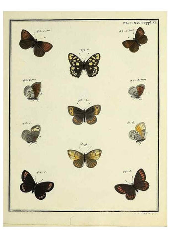 Reproducción/Reproduction 35694319572: Papillons d'Europe, peints d'après nature /. A Paris :Chez P.M. Delaguette, imprimeur-libraire ... ;1779-1792 [i.e. 1793]