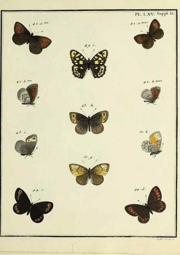 Reproducción/Reproduction 35694319572: Papillons d'Europe, peints d'après nature /. A Paris :Chez P.M. Delaguette, imprimeur-libraire ... ;1779-1792 [i.e. 1793]