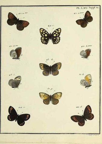 Reproducción/Reproduction 35694319572: Papillons d'Europe, peints d'après nature /. A Paris :Chez P.M. Delaguette, imprimeur-libraire ... ;1779-1792 [i.e. 1793]