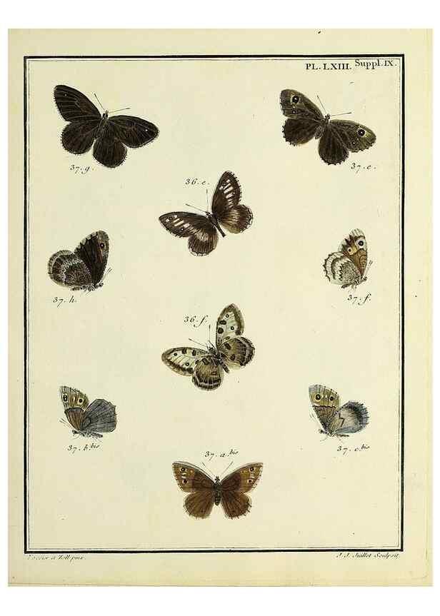 Reproducción/Reproduction 35822875496: Papillons d'Europe, peints d'après nature /. A Paris :Chez P.M. Delaguette, imprimeur-libraire ... ;1779-1792 [i.e. 1793]