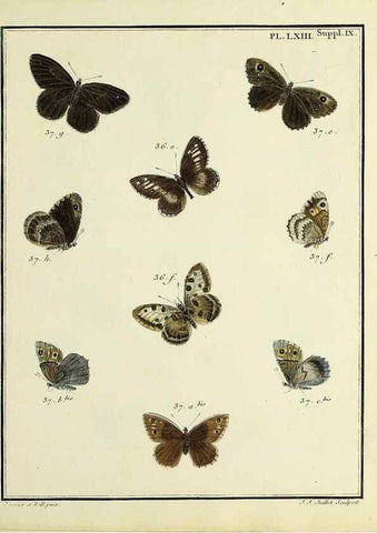 Reproducción/Reproduction 35822875496: Papillons d'Europe, peints d'après nature /. A Paris :Chez P.M. Delaguette, imprimeur-libraire ... ;1779-1792 [i.e. 1793]