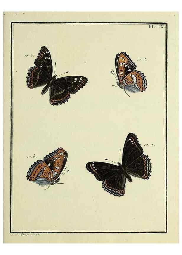 Reproducción/Reproduction 35023590124: Papillons d'Europe, peints d'après nature /. A Paris :Chez P.M. Delaguette, imprimeur-libraire ... ;1779-1792 [i.e. 1793]