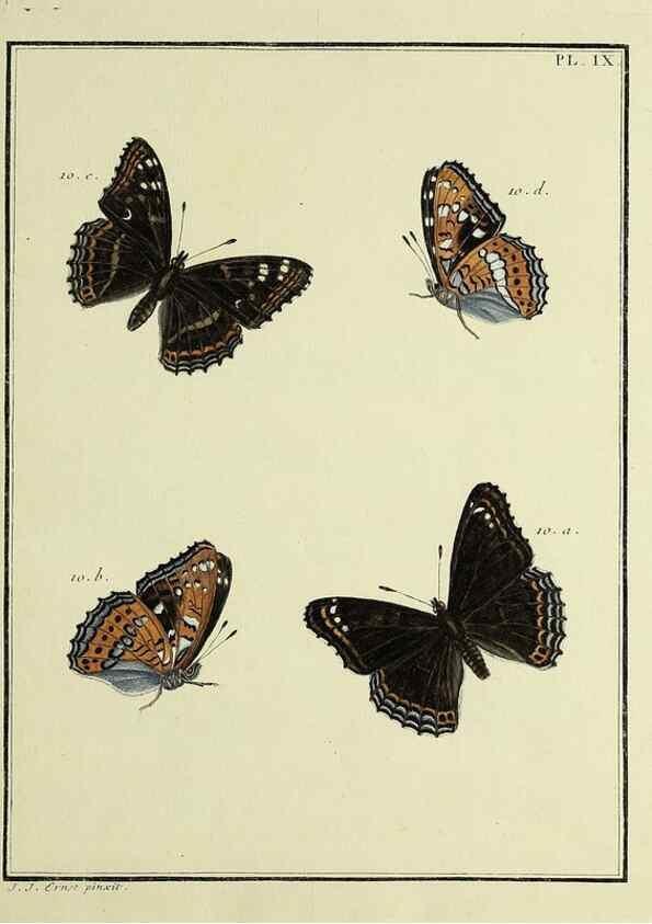 Reproducción/Reproduction 35023590124: Papillons d'Europe, peints d'après nature /. A Paris :Chez P.M. Delaguette, imprimeur-libraire ... ;1779-1792 [i.e. 1793]
