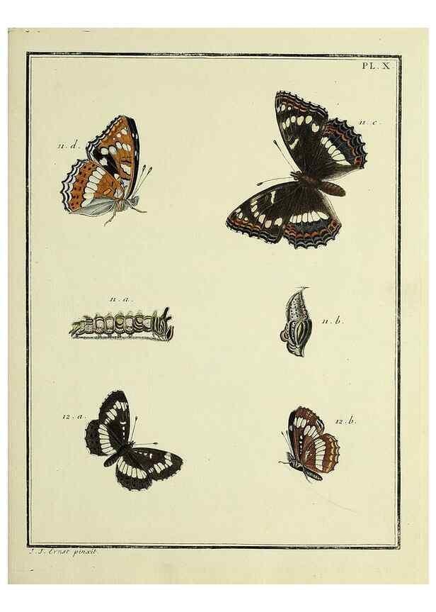 Reproducción/Reproduction 35822737786: Papillons d'Europe, peints d'après nature /. A Paris :Chez P.M. Delaguette, imprimeur-libraire ... ;1779-1792 [i.e. 1793]