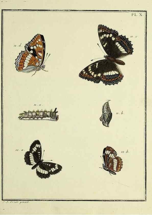 Reproducción/Reproduction 35822737786: Papillons d'Europe, peints d'après nature /. A Paris :Chez P.M. Delaguette, imprimeur-libraire ... ;1779-1792 [i.e. 1793]