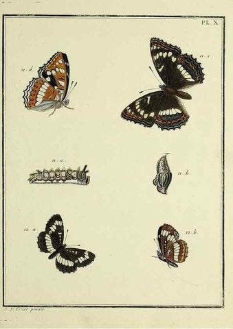 Reproducción/Reproduction 35822737786: Papillons d'Europe, peints d'après nature /. A Paris :Chez P.M. Delaguette, imprimeur-libraire ... ;1779-1792 [i.e. 1793]