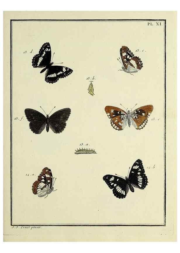 Reproducción/Reproduction 35731661821: Papillons d'Europe, peints d'après nature /. A Paris :Chez P.M. Delaguette, imprimeur-libraire ... ;1779-1792 [i.e. 1793]