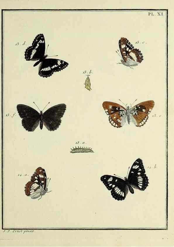 Reproducción/Reproduction 35731661821: Papillons d'Europe, peints d'après nature /. A Paris :Chez P.M. Delaguette, imprimeur-libraire ... ;1779-1792 [i.e. 1793]