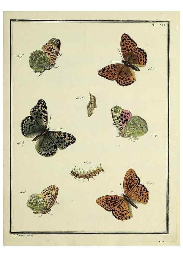 Reproducción/Reproduction 35731665331: Papillons d'Europe, peints d'après nature /. A Paris :Chez P.M. Delaguette, imprimeur-libraire ... ;1779-1792 [i.e. 1793]