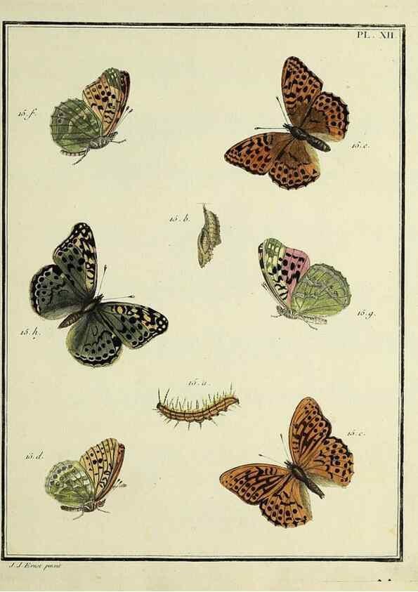 Reproducción/Reproduction 35731665331: Papillons d'Europe, peints d'après nature /. A Paris :Chez P.M. Delaguette, imprimeur-libraire ... ;1779-1792 [i.e. 1793]