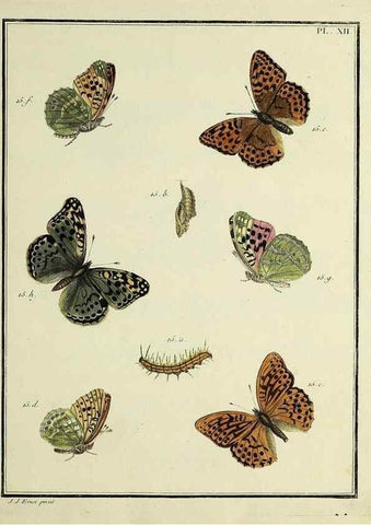 Reproducción/Reproduction 35731665331: Papillons d'Europe, peints d'après nature /. A Paris :Chez P.M. Delaguette, imprimeur-libraire ... ;1779-1792 [i.e. 1793]