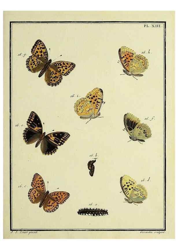 Reproducción/Reproduction 35822747906: Papillons d'Europe, peints d'après nature /. A Paris :Chez P.M. Delaguette, imprimeur-libraire ... ;1779-1792 [i.e. 1793]