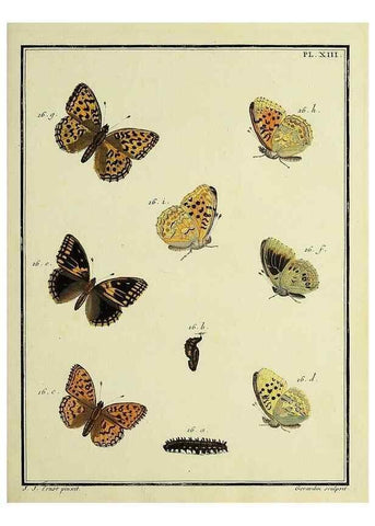Reproducción/Reproduction 35822747906: Papillons d'Europe, peints d'après nature /. A Paris :Chez P.M. Delaguette, imprimeur-libraire ... ;1779-1792 [i.e. 1793]