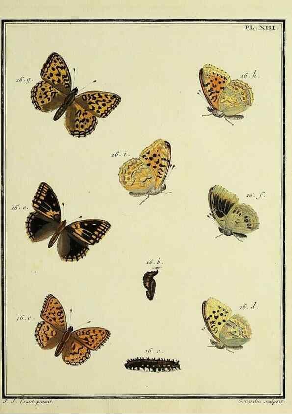 Reproducción/Reproduction 35822747906: Papillons d'Europe, peints d'après nature /. A Paris :Chez P.M. Delaguette, imprimeur-libraire ... ;1779-1792 [i.e. 1793]