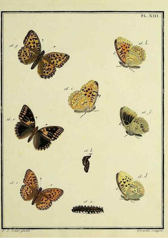 Reproducción/Reproduction 35822747906: Papillons d'Europe, peints d'après nature /. A Paris :Chez P.M. Delaguette, imprimeur-libraire ... ;1779-1792 [i.e. 1793]