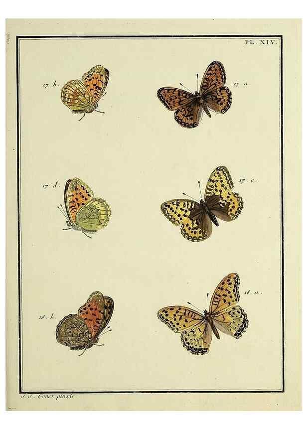 Reproducción/Reproduction 35822751206: Papillons d'Europe, peints d'après nature /. A Paris :Chez P.M. Delaguette, imprimeur-libraire ... ;1779-1792 [i.e. 1793]