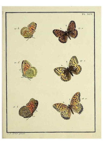 Reproducción/Reproduction 35822751206: Papillons d'Europe, peints d'après nature /. A Paris :Chez P.M. Delaguette, imprimeur-libraire ... ;1779-1792 [i.e. 1793]