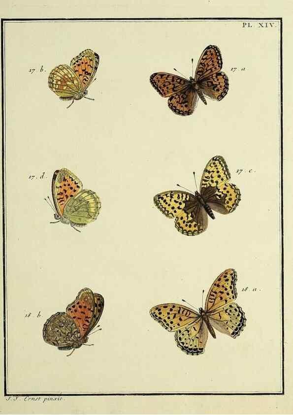 Reproducción/Reproduction 35822751206: Papillons d'Europe, peints d'après nature /. A Paris :Chez P.M. Delaguette, imprimeur-libraire ... ;1779-1792 [i.e. 1793]