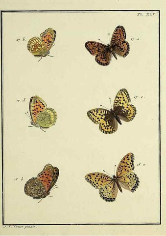 Reproducción/Reproduction 35822751206: Papillons d'Europe, peints d'après nature /. A Paris :Chez P.M. Delaguette, imprimeur-libraire ... ;1779-1792 [i.e. 1793]