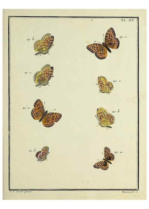 Reproducción/Reproduction 35731675391: Papillons d'Europe, peints d'après nature /. A Paris :Chez P.M. Delaguette, imprimeur-libraire ... ;1779-1792 [i.e. 1793]